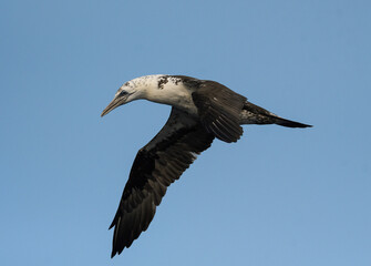 Close-up of juvenile gannet in flight