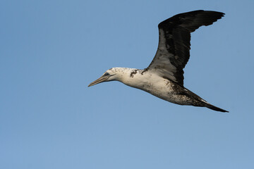 Close-up of juvenile gannet in flight