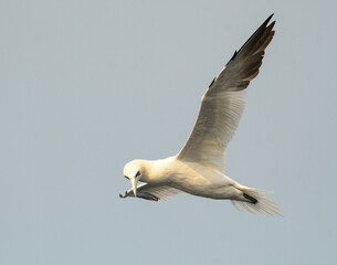 adult gannet in flight