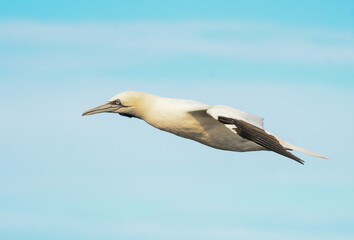 adult gannet in flight