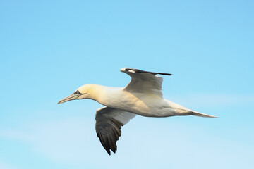 adult gannet in flight