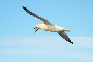 adult gannet in flight