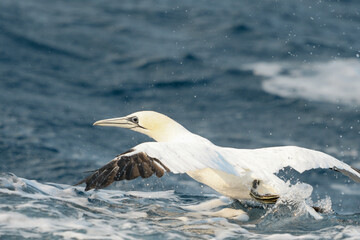 Adult gannet in the water after submersion