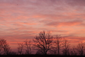 Fototapeta na wymiar tramonto in inverno con alberi