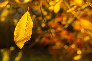 yellow autumn leaf on blurred background
