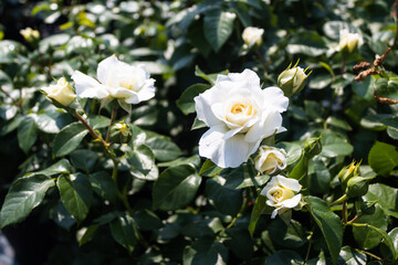 Garden center. Roses, a view from a drone. Trade, sale, cultivation of flower seedlings. A clear sunny day. Soft Focus.
