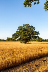 An agricultural field in Sussex on a summer's day