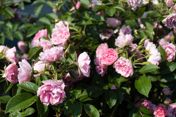 Garden center. Roses, a view from a drone. Trade, sale, cultivation of flower seedlings. A clear sunny day. Soft Focus.
