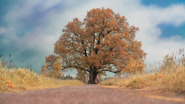A century old oak standing alone in a field in the background of a dramatic sky. High quality photo