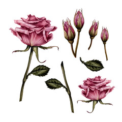 Watercolor pink roses, buds, green leaves made in the technique of botanical illustrations. Design for Valentine's Day, wedding, mother's day, birthday, stickers. Elements isolated on white background