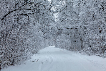 Winter snow trees, road perspective. White alley in forest. Snowy tree rows and gray sky. The car traces.