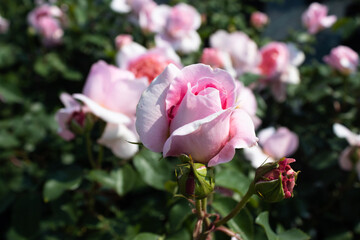 Garden center. Roses, a view from a drone. Trade, sale, cultivation of flower seedlings. A clear sunny day. Soft Focus.