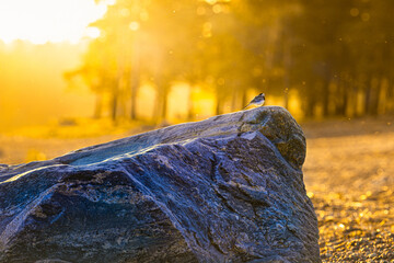 Colorfull landscape on seacoast with bird sitting at the rock in sunny sunset. High quality photo