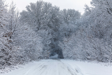 Winter snow trees, road perspective. White alley in forest. Snowy tree rows and gray sky. The car traces.
