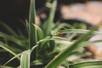 Grasshopper on the plants
