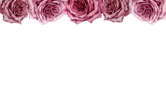 Border of watercolor pink roses. Botanical illustration. Design for Valentine's Day, wedding, mother's day, birthday, stickers. Elements isolated on white background.