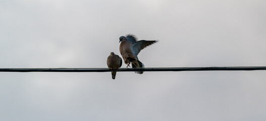 A couple of pigeons on the wire.