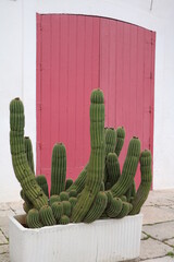 Carnegiea gigantea in front of a red wooden door