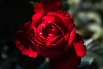 Garden center. Roses, a view from a drone. Trade, sale, cultivation of flower seedlings. A clear sunny day. Soft focus. Single red rose