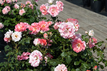 Garden center. Roses, a view from a drone. Trade, sale, cultivation of flower seedlings. A clear sunny day. pink flowers in garden