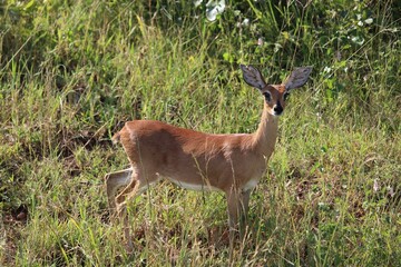 little antelope in the grass