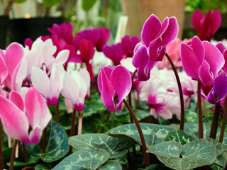 Potted cyclamen plants with pale pink and purple flowers and green marbled leaves for sale in autumn. 