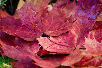 Close up of wet red maple leaves on the ground in garden in autumn.