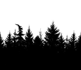 Spruce forest silhouette. Vector illustration