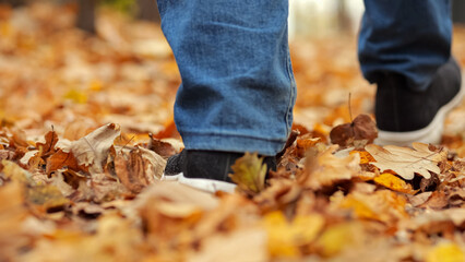 Male legs in black sneakers and jeans walk on ground covered with yellow dry leaves. Man walks in autumn park on blurred background closeup