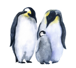 Fototapeta na wymiar Watercolor cute penguins on the white background. Winter illustrations. Penguin with baby penguins
