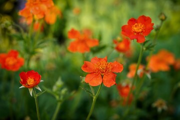 red flower blooming in the garden