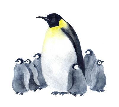 Watercolor cute penguins on the white background. Winter illustrations. Penguin with baby penguins