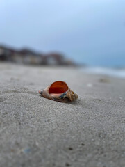 Seashell on the beach