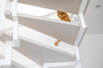 A cute ginger kitten sits at the top of the stairs and looks down