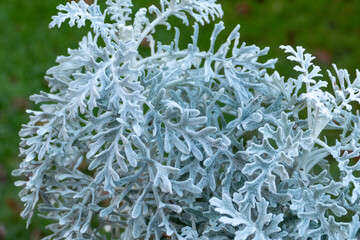 Winter Silberblatt mit geweihartigen silbernen Blättern