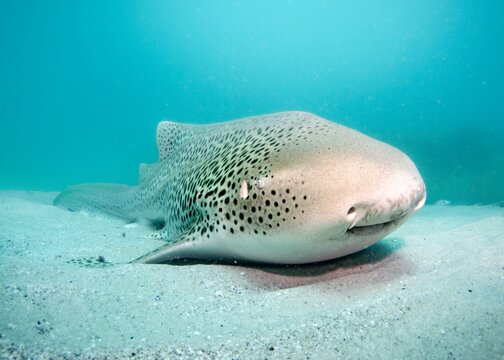 Closeup shot of a zebra shark (Stegostoma tigrinum) under the water