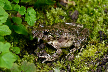 Common parsley frogs // Westlicher Schlammtaucher  (Pelodytes punctatus) - France // Frankreich