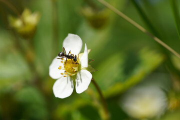 black ant sucking nectar from a white flower