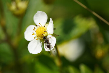black ant sucking nectar from a white flower - Powered by Adobe