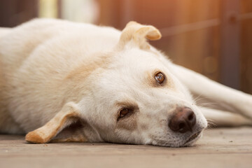 Naklejka na ściany i meble Sad white dog lies on side on wooden floor near house. Loyal domestic animal waits for owners politely on blurred background closeup, sunlight