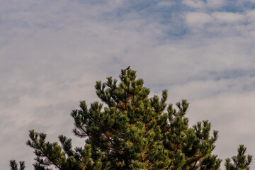 szczyt wysokiej sosny z małym dzięciołem na czubku drzewa © Henryk Niestrój