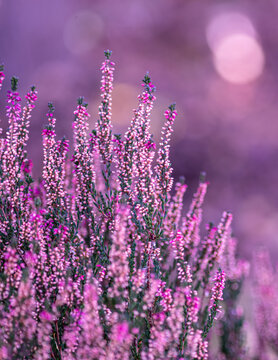 fioletowe wrzosy z rozmytym tłem do projektu lub na panel