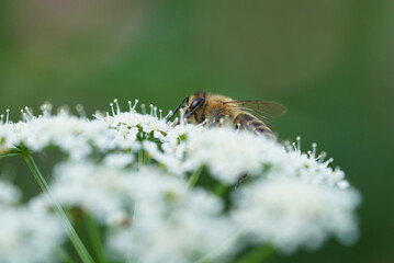 honey bee sitting on a white flower