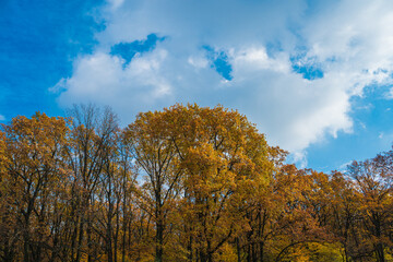 Autumn forest on the background of the blue sky. Autumn landscape