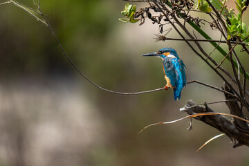 kingfisher on branch