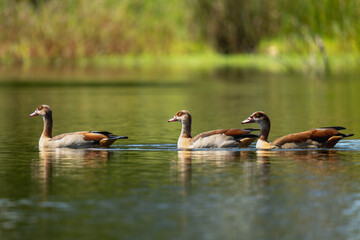 ducks on the lake