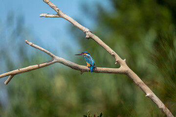 kingfisher on branch
