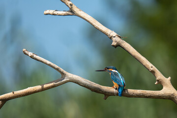 kingfisher on branch