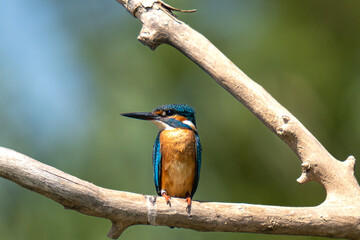 kingfisher on branch