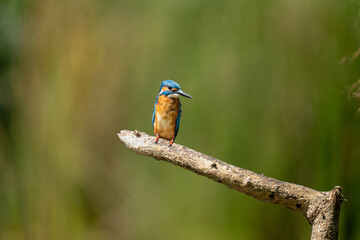 kingfisher on the branch